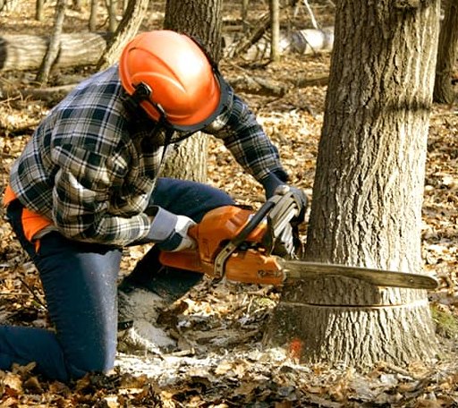 Tree Removal in Steens, MS